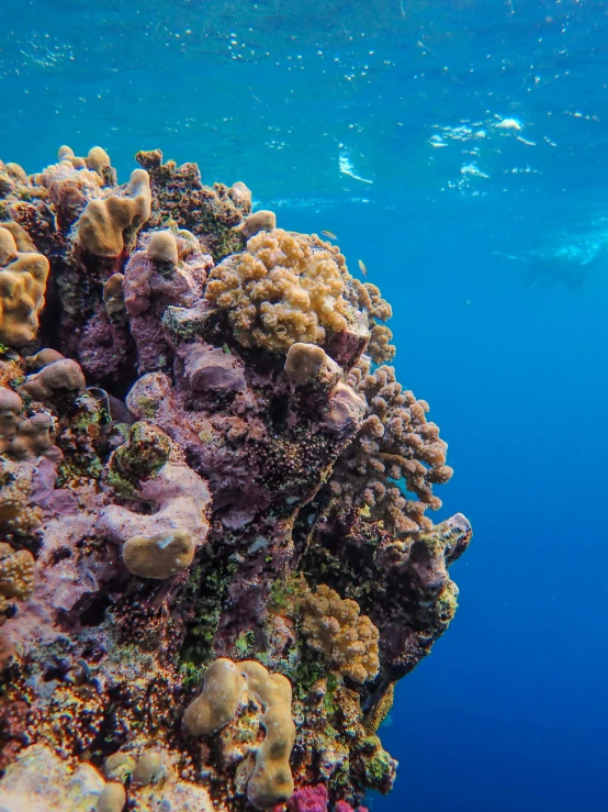 a large coral reef with a scuba diver behind it