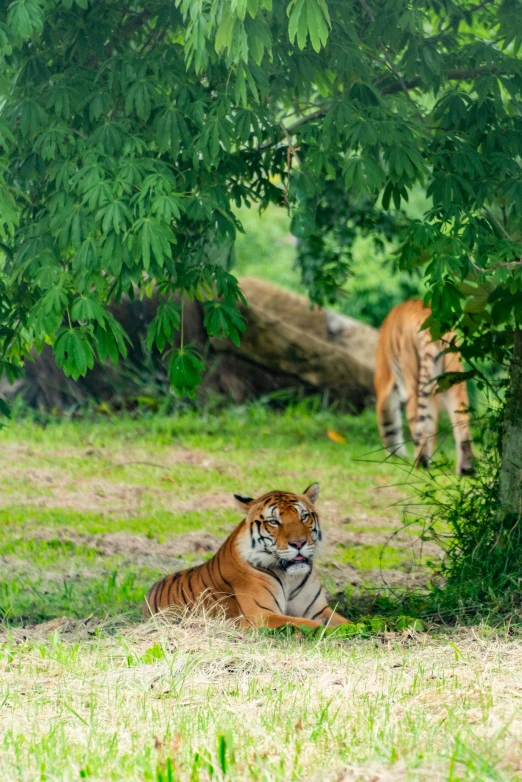 a tiger sitting under trees with another animal behind it