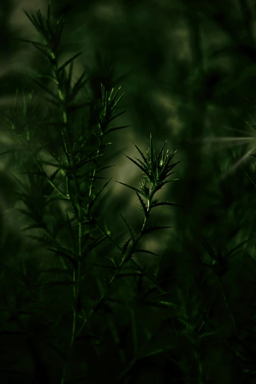 a tree with green leaves on it next to another plant