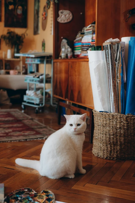 a cat sitting on the floor in a room