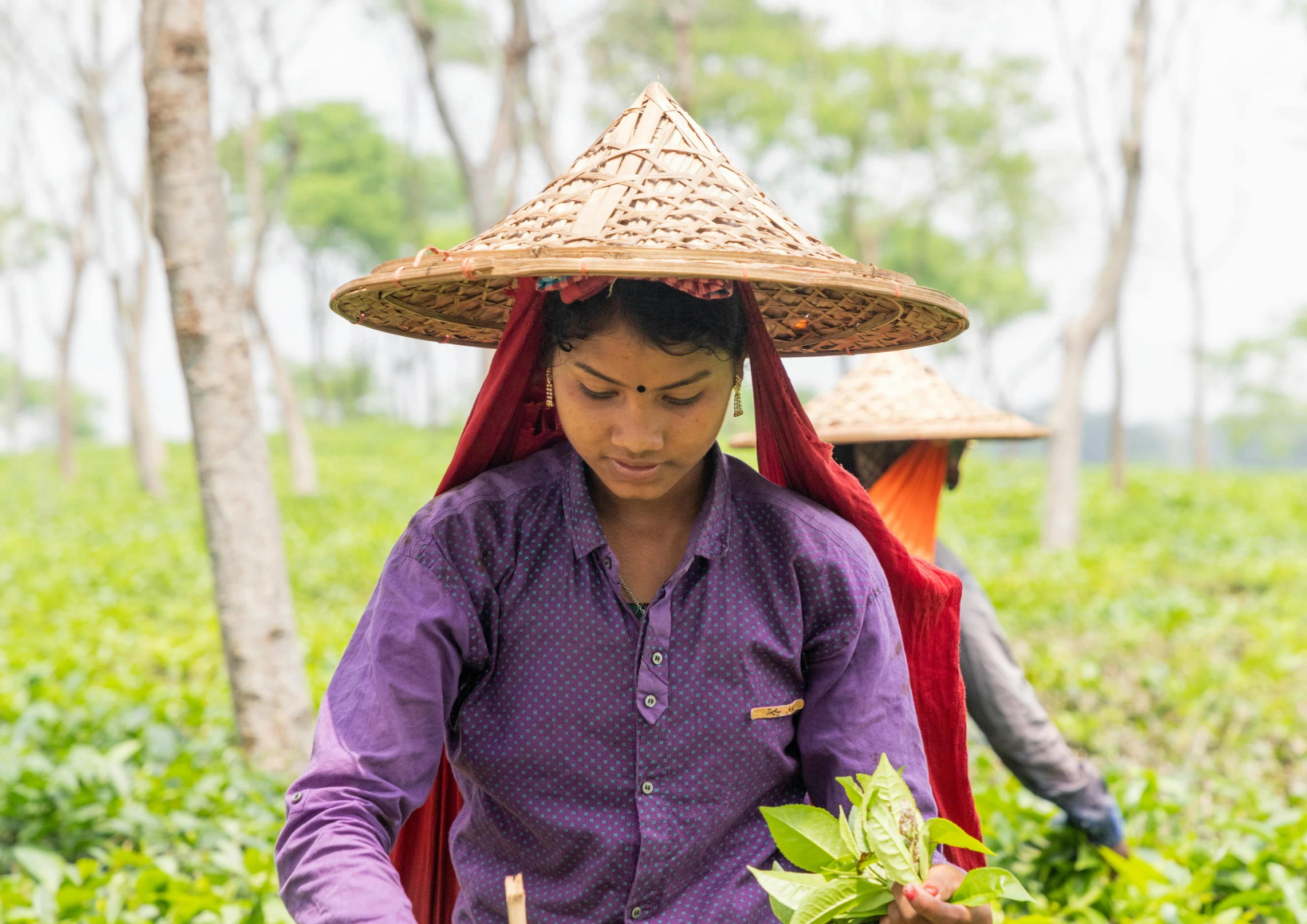 a woman is plucking a large leaf in an all - green field