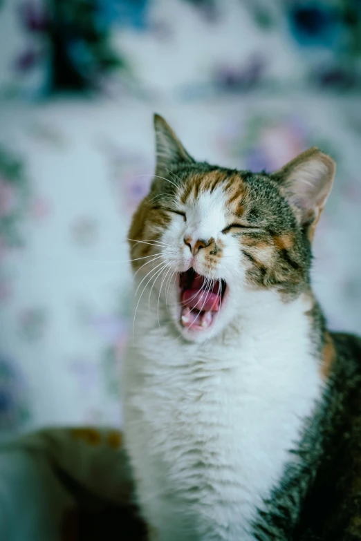 the cat is yawning while laying down on a bed