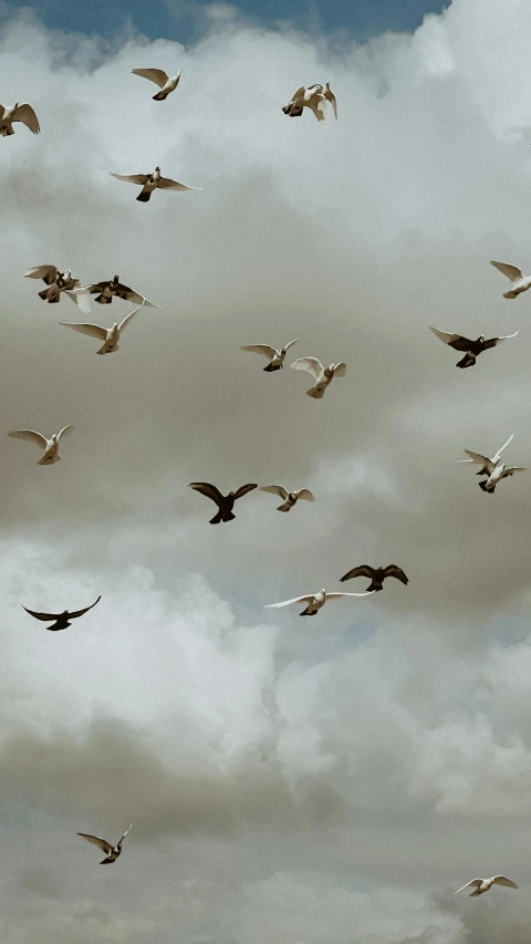 large group of birds flying against the cloudy sky