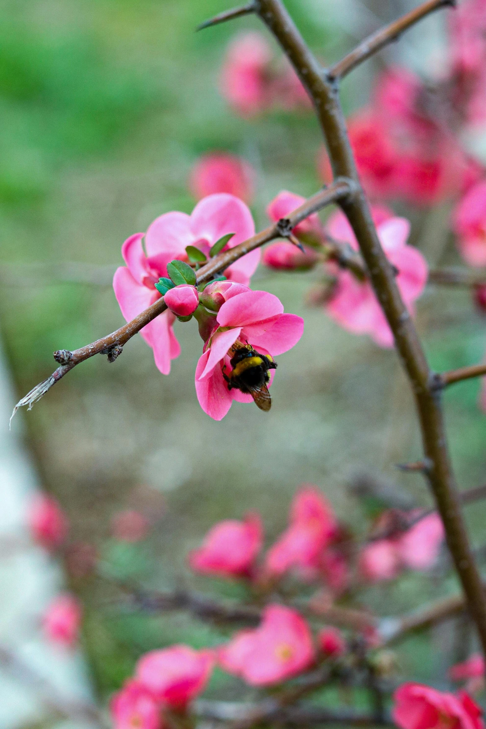 a close up of some pink flowers on a nch