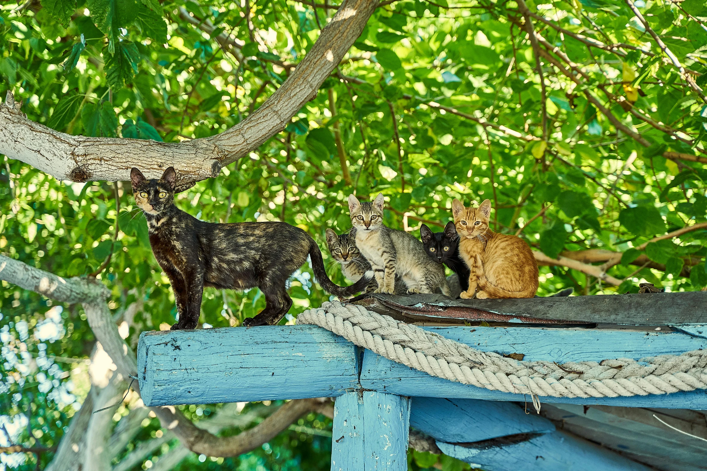 four cats standing on a rope tied to a tree