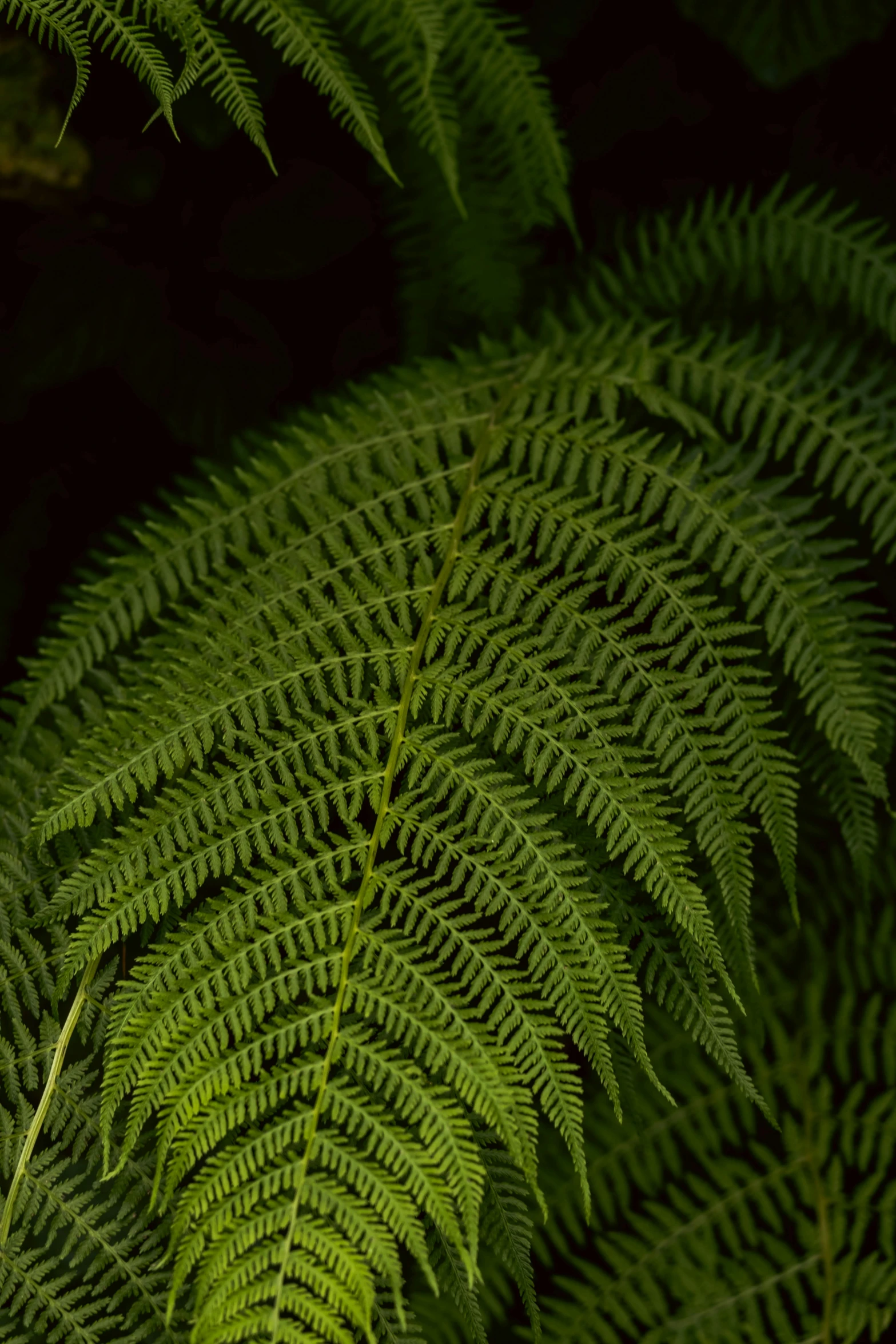 an image of a green leaf that is on a plant