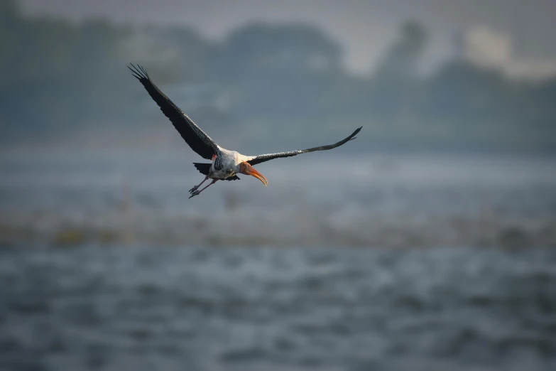 a large bird with a long beak in flight