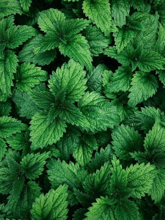 a very pretty close up s of some green leaves