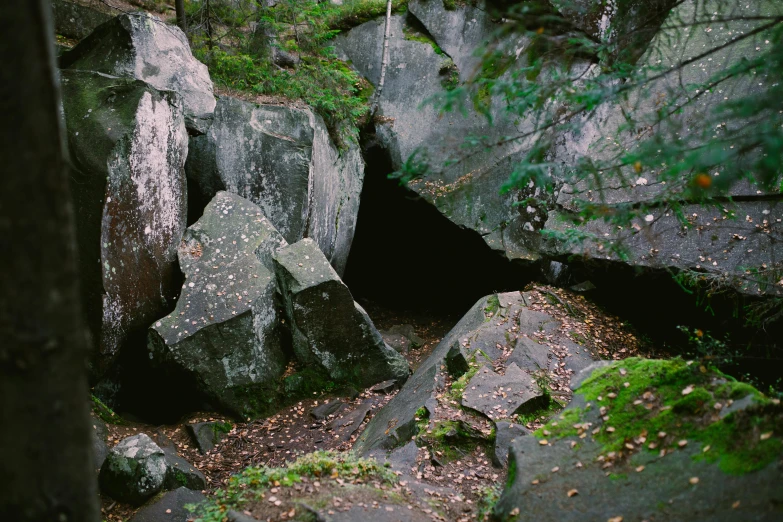 some mossy rocks and mossy trees on the ground