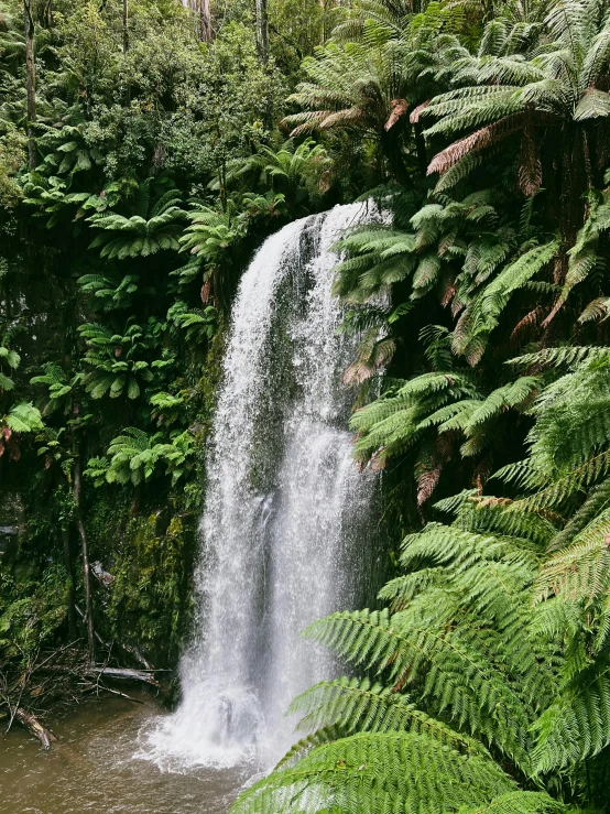 a waterfall in the middle of a forest filled with trees