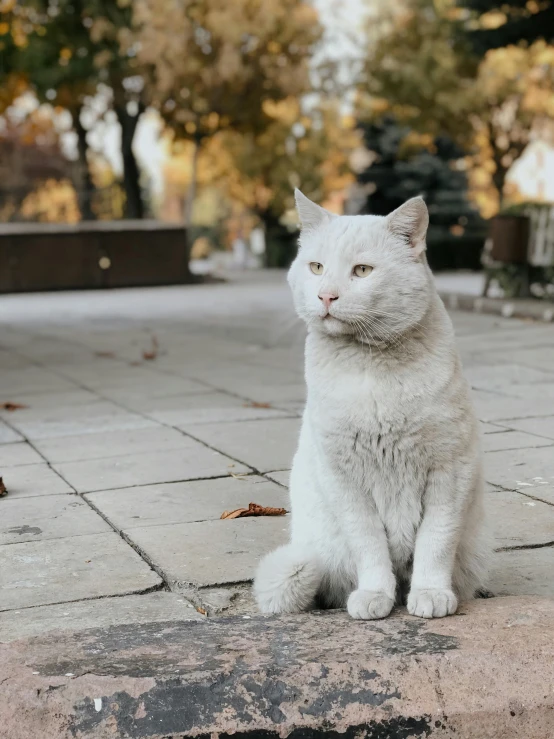 a cat sitting on top of a sidewalk with leaves