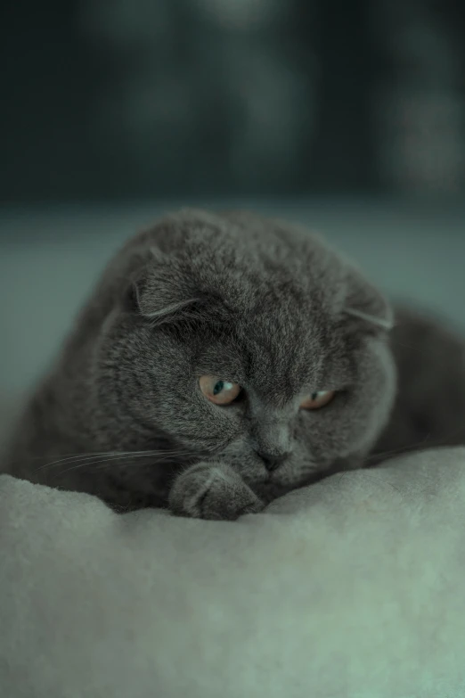 cat resting on bed in the middle of the day