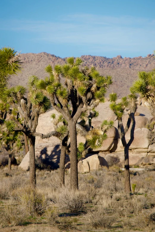 two trees are in the desert with some rocks and dry grass