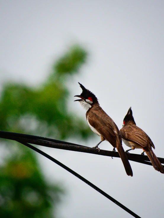 two birds sit on a wire with their mouths open