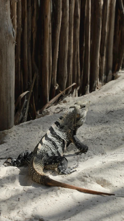 a large monitor lizard with striped coat sits on a sandy area