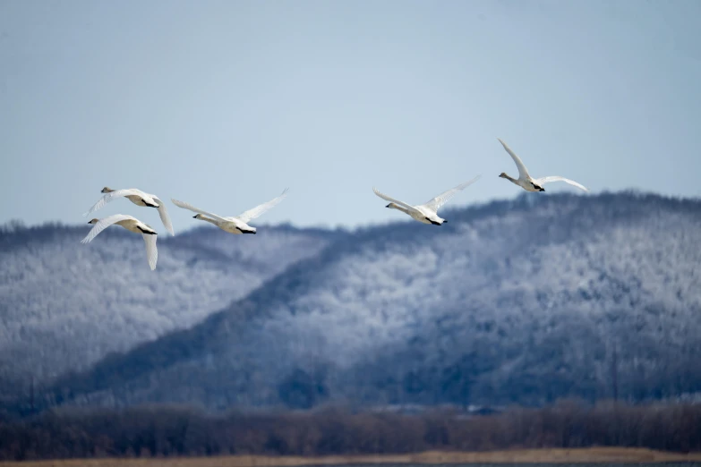 two white birds fly in the sky above the mountains