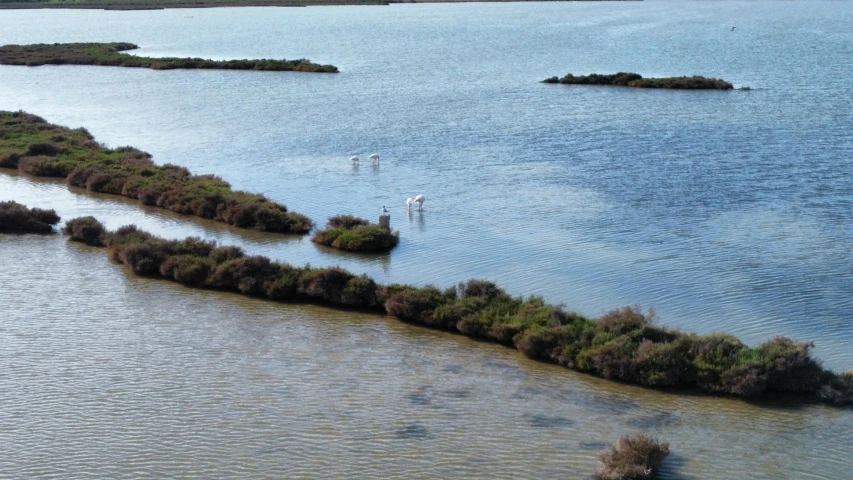 the long line of green plants in the water is just beyond the two white boats