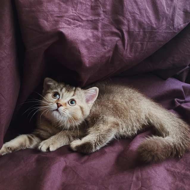 a little brown cat laying on top of a purple blanket