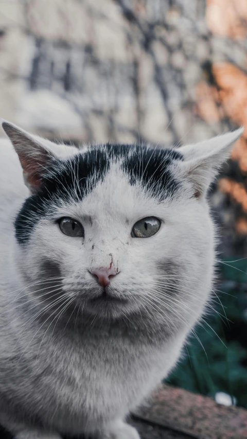 a white cat with black patches on his head