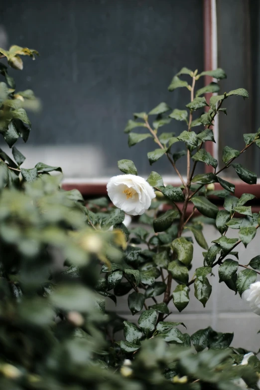 a large white flower on the side of a building