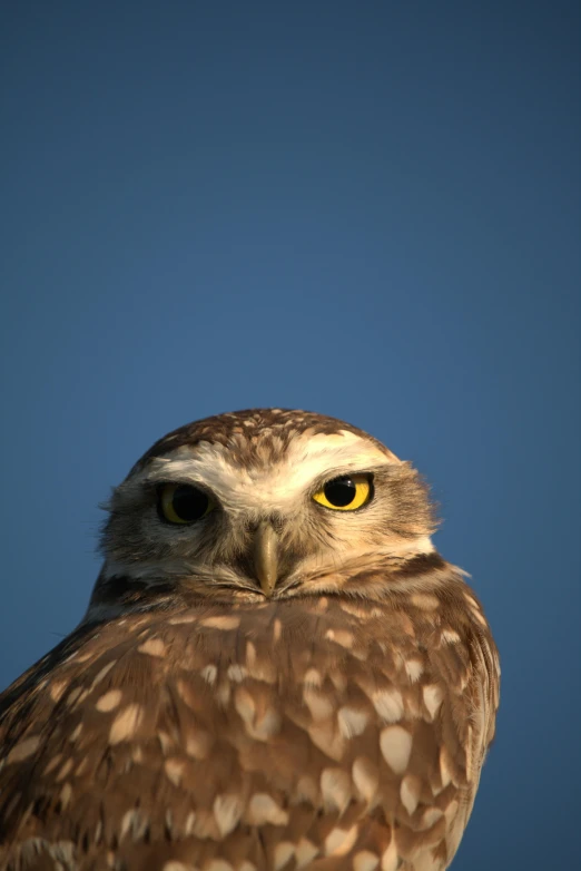 the head and shoulders of an owl looking at soing