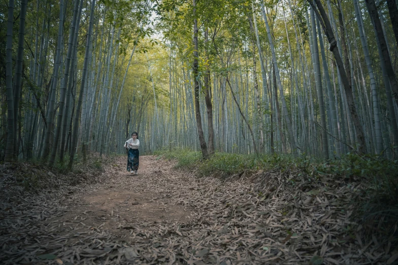 a person standing in the middle of a forest