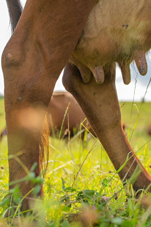 the legs of a horse in the grass