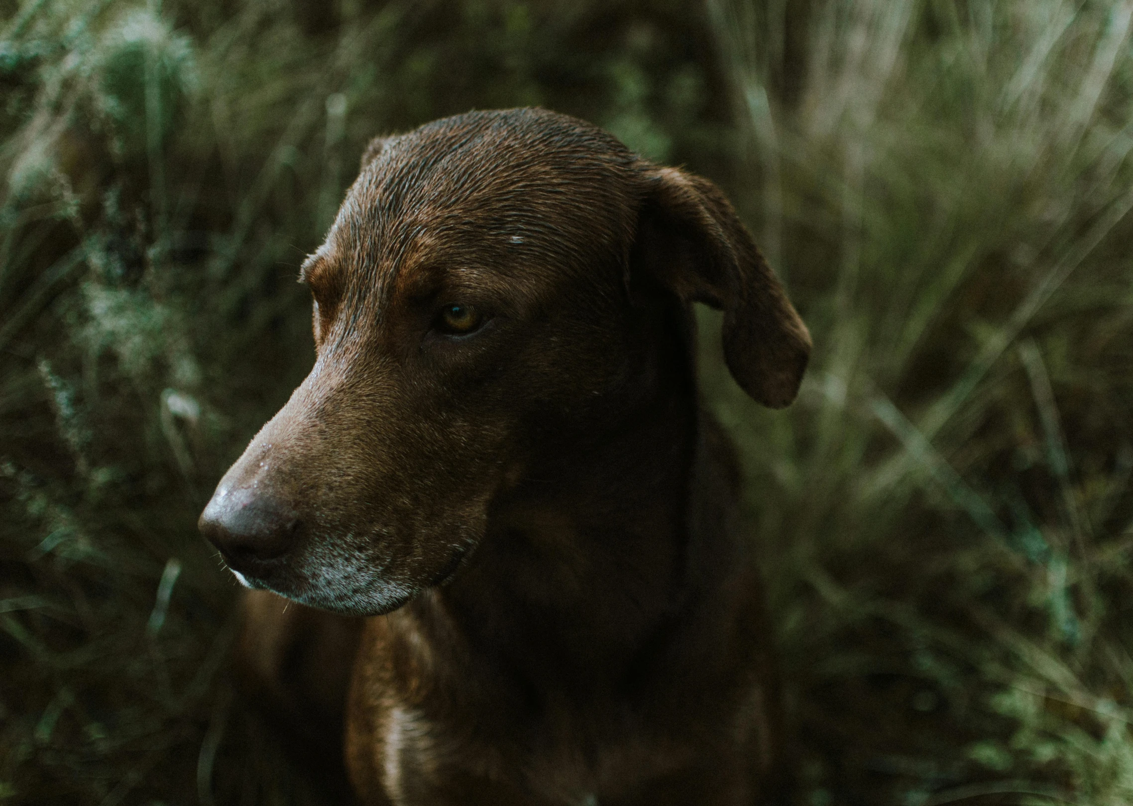 a brown dog is looking into the distance