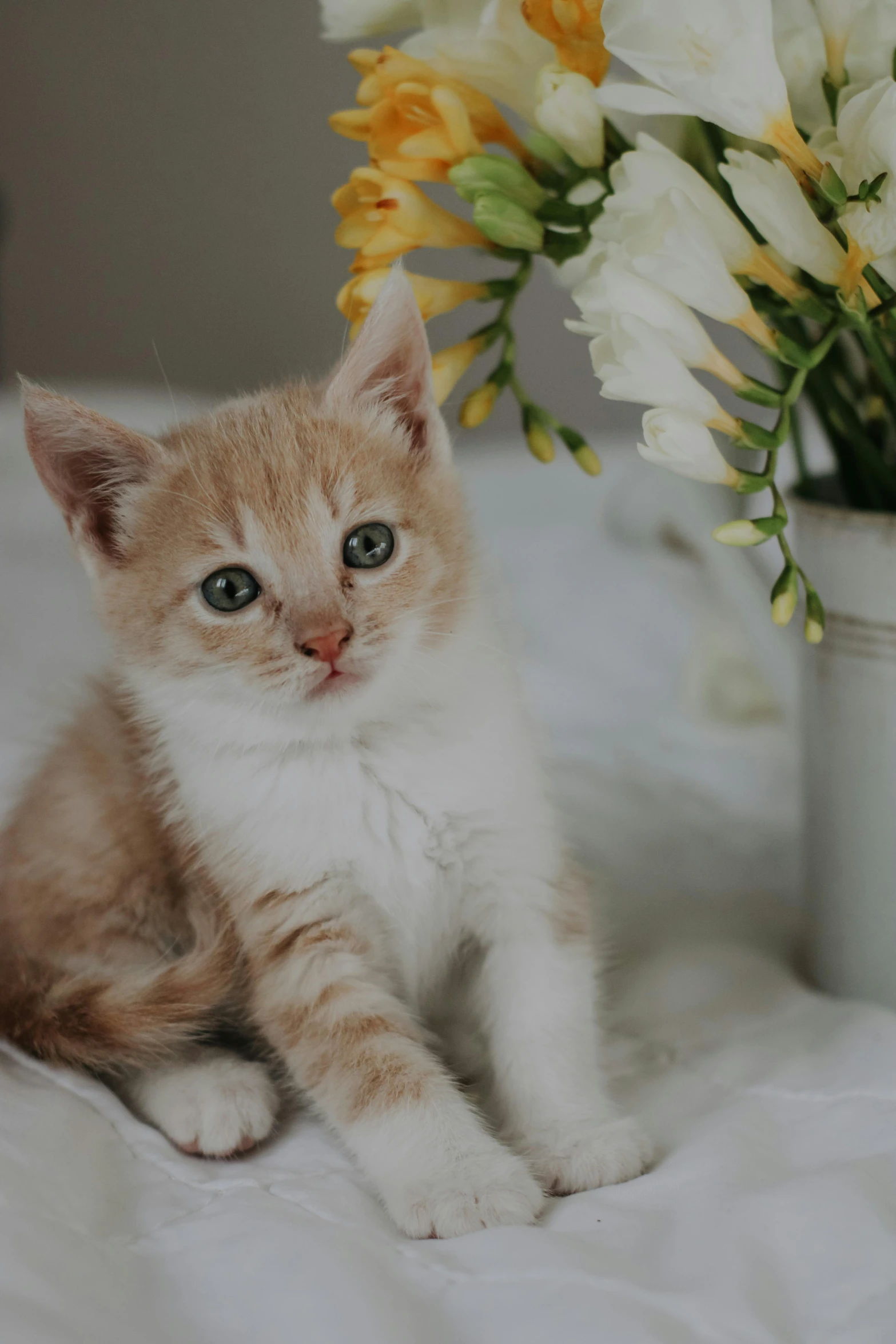 a kitten sits on a bed next to a vase of flowers