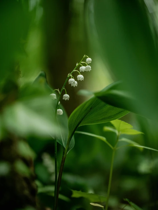 a flower is growing in the woods near the grass