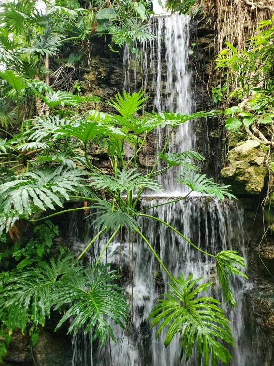 a waterfall near the shore of a forest