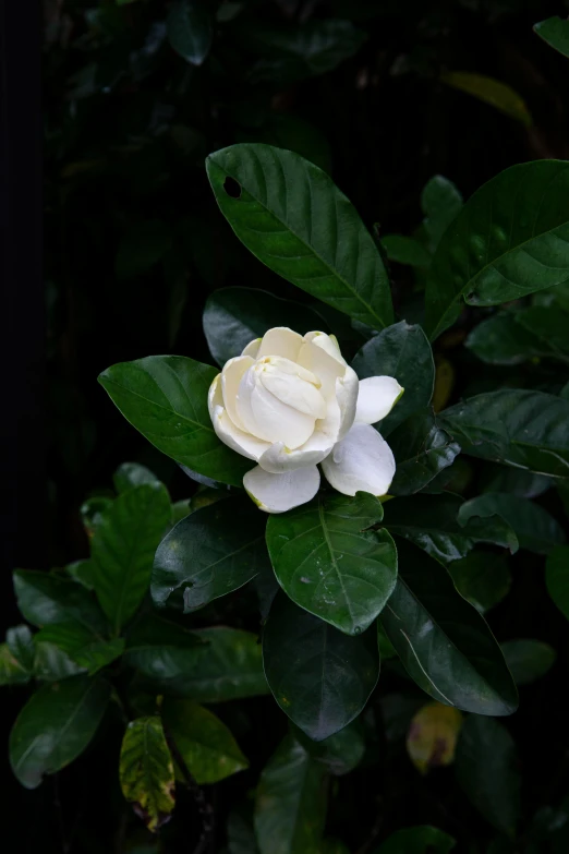 the white flowers are in a cluster on the trees