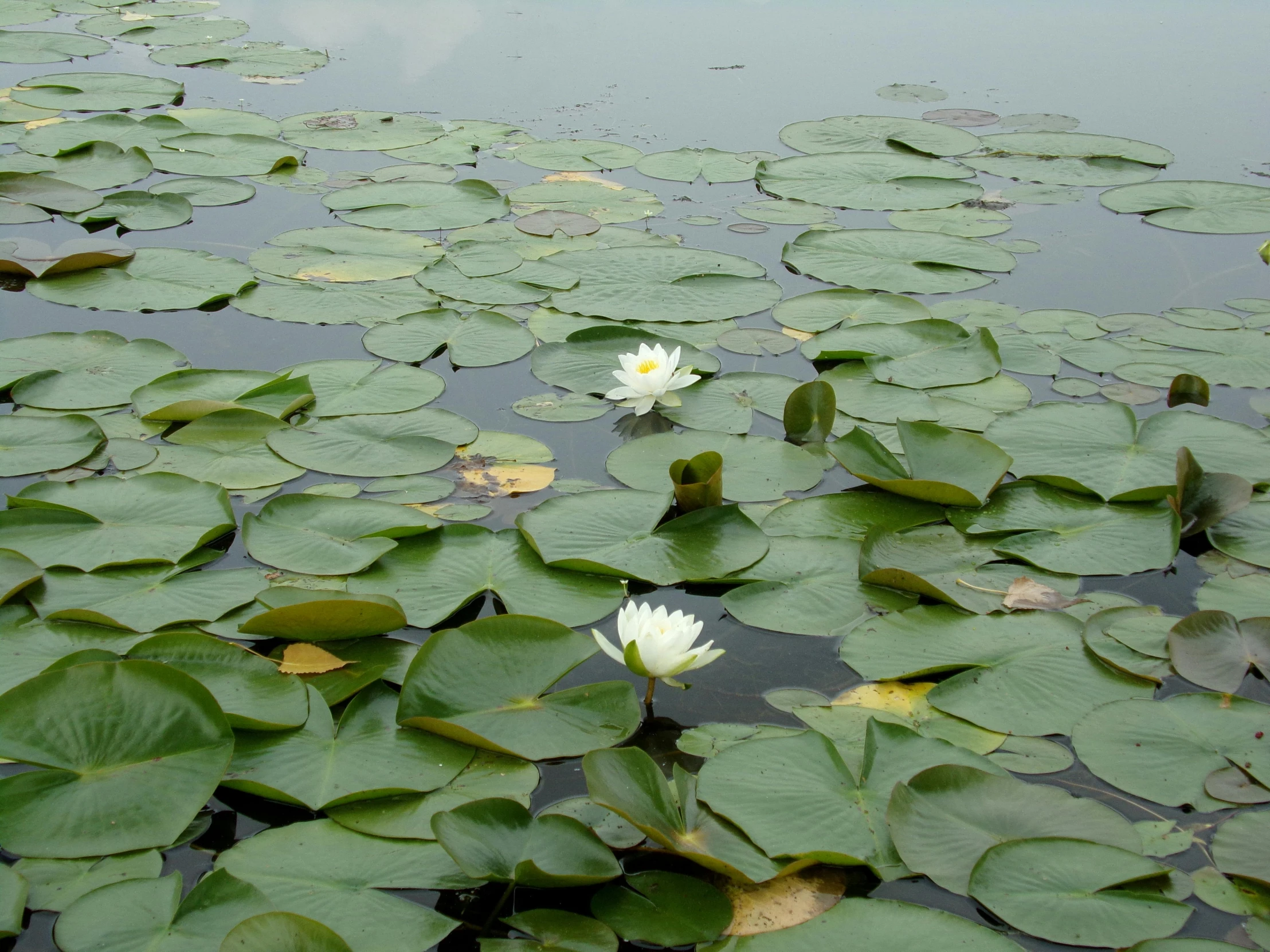 flowers blooming in a pond that has lily pads