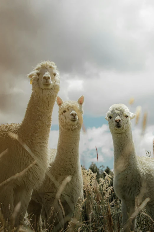 four white sheep standing in some tall grass