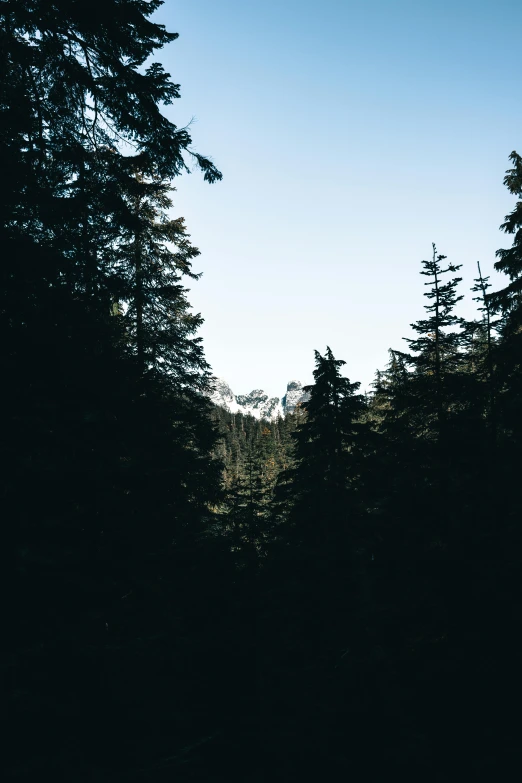 trees at night in the mountains of a forest