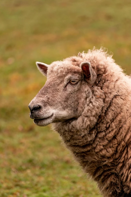 a close up of a sheep in a field