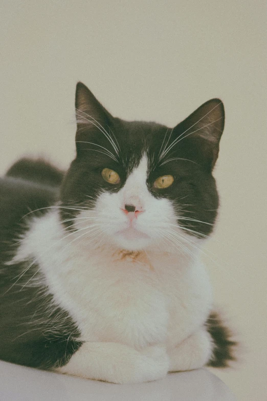 a cat with yellow eyes is sitting