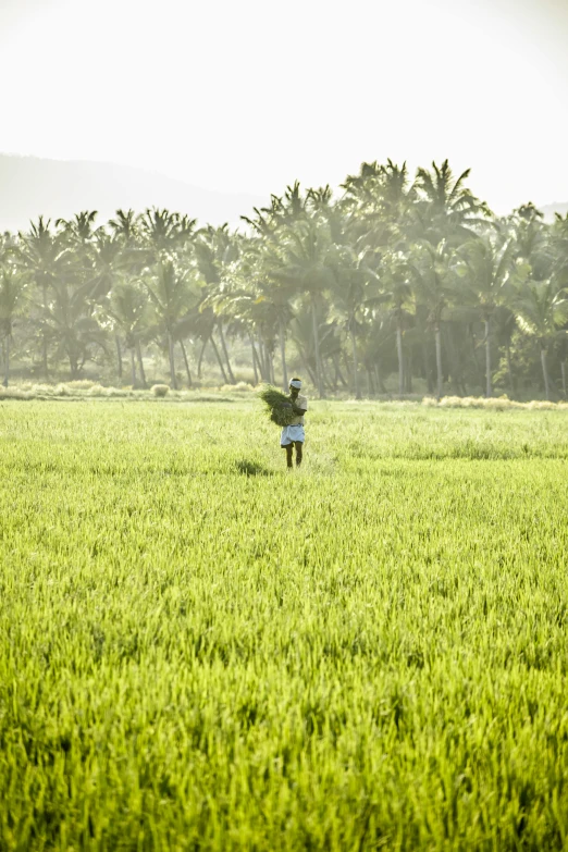 man holding a bush walking across grass towards the camera