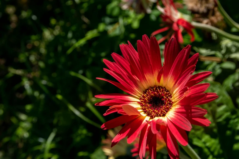 red and yellow flowers bloom in the sunlight