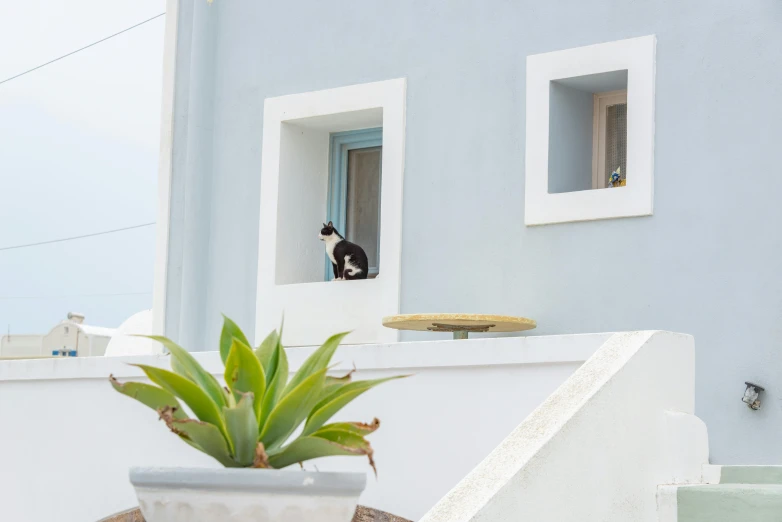 a cat is sitting on the ledge looking out