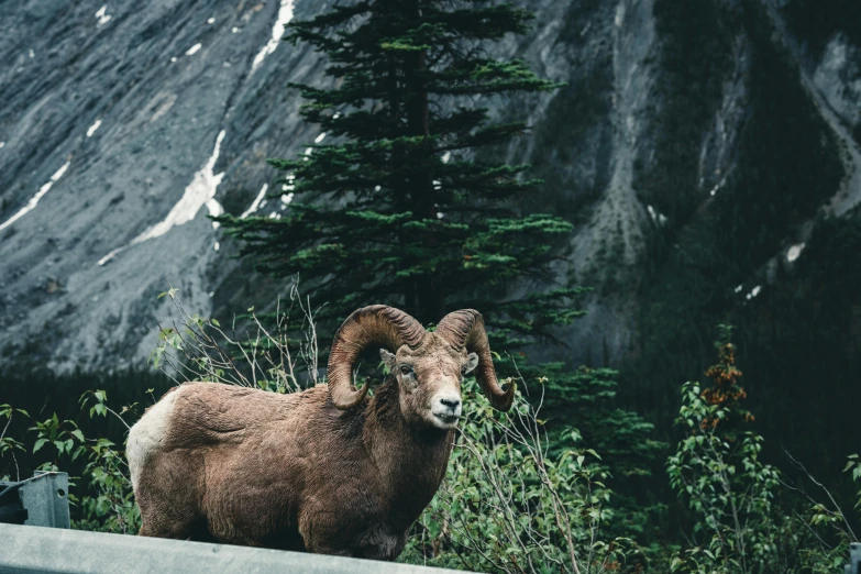 a ram with long horns standing in front of some tall trees