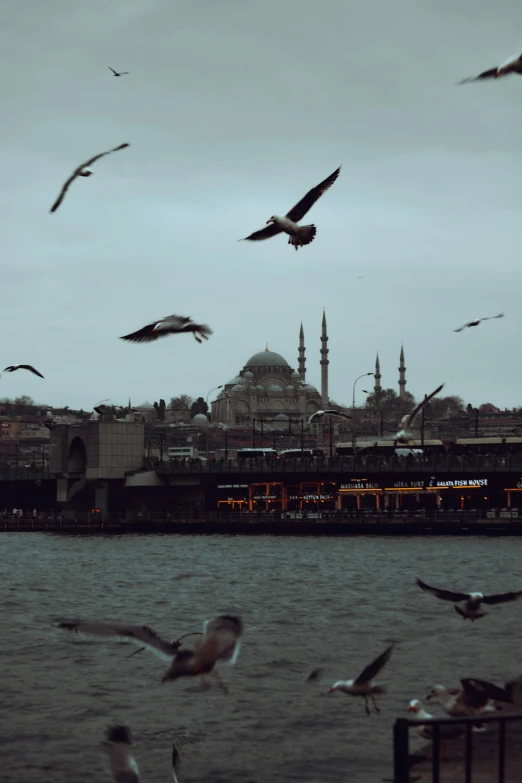 many birds flying and a body of water with buildings in the background