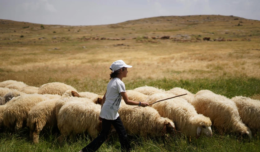 a person with a stick herding sheep in a field