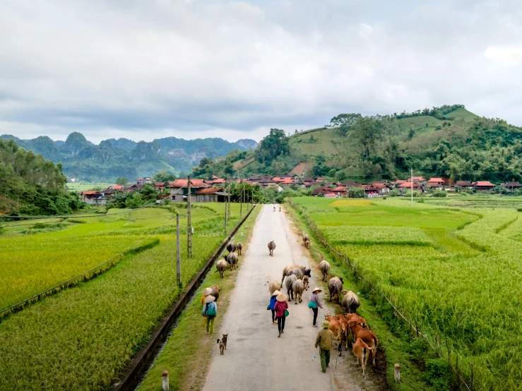 two people walking along a path as sheep and goats walk in the distance