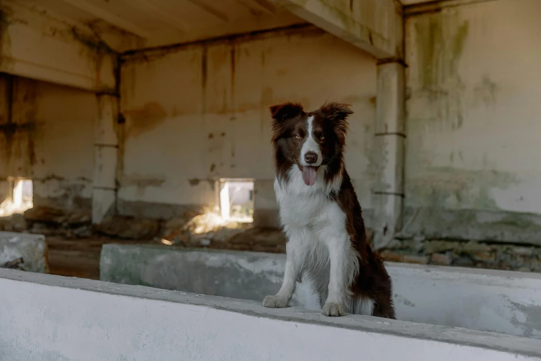 a dog that is sitting down on a ledge