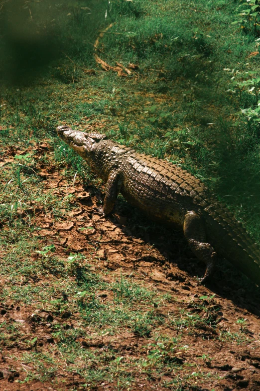 a large alligator rests on the ground near a pool