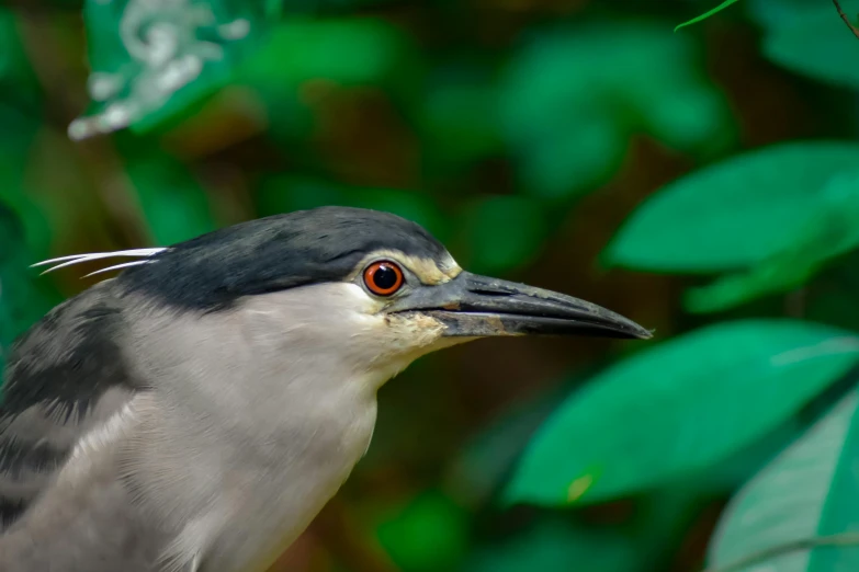 a close - up of a bird with the light coming from it's eyes