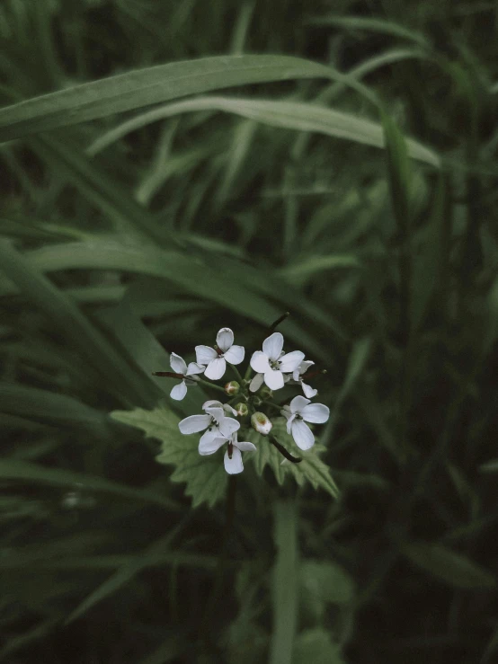 white flowers and green leaves on a black background