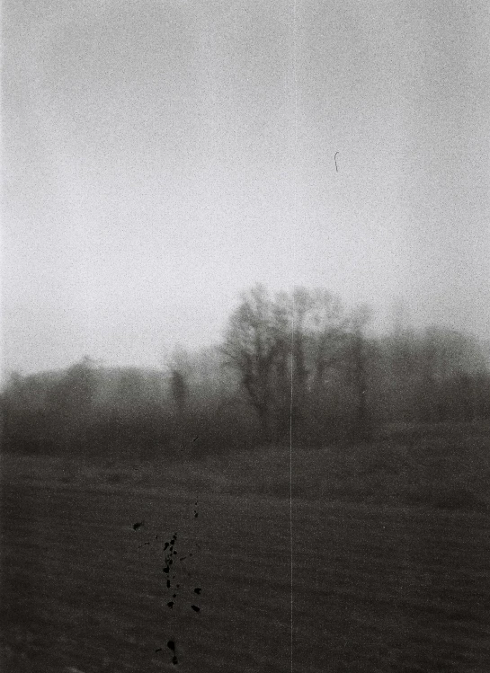 a black and white po of trees in the distance