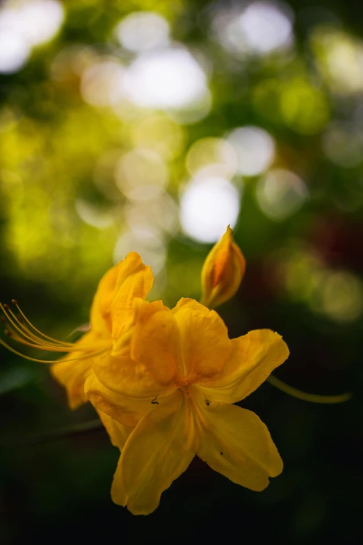 a single flower that is very yellow